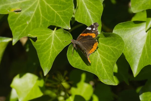 Κόκκινη Πεταλούδα Ναύαρχος Vanessa Atalanta Σκαρφαλωμένη Ένα Πράσινο Φύλλο Στη — Φωτογραφία Αρχείου