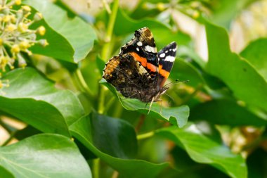 Kızıl Amiral Kelebek (Vanessa Atalanta) İsviçre 'nin Zürih kentinde yeşil bir yaprağa tünemiştir.