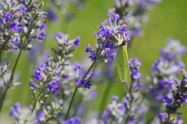 İsviçre, Zürih 'te lavantanın üzerinde oturan yaygın kükürt kelebeği (Gonepteryx rhamni)