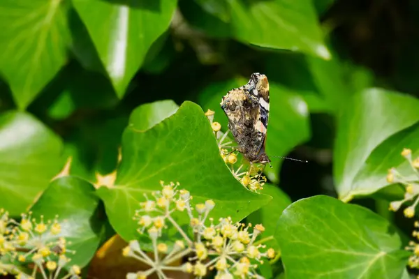 Red Admiral Butterfly Vanessa Atalanta Closed Wings Perched Hedge Hedera — Stock Photo, Image
