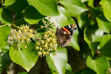 İsviçre 'nin Zürih kentindeki çalılıklara (hedera sarmalına) tünemiş kapalı kanatlı Kızıl Amiral Kelebeği (Vanessa Atalanta)