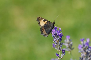 İsviçre 'nin Zürih kentindeki lavanta bitkisine tünemiş küçük kaplumbağa kabuğu kelebeği (Aglais urticae).