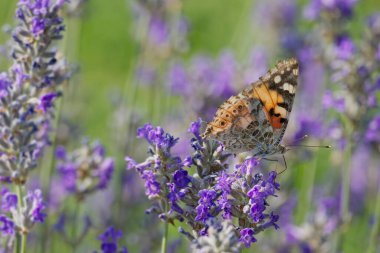 Boyalı Kadın (Vanessa Cardui) kelebek İsviçre 'nin Zürih şehrinde lavantanın üzerine tünedi