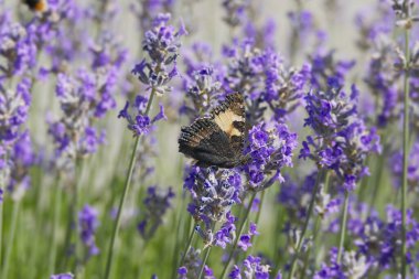 İsviçre 'nin Zürih kentindeki lavanta bitkisine tünemiş küçük kaplumbağa kabuğu kelebeği (Aglais urticae).