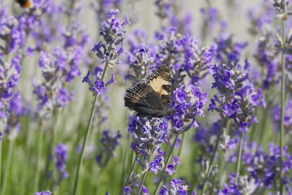 stock image Small tortoiseshell butterfly (Aglais urticae) with closed wings perched on lavender plant in Zurich, Switzerland