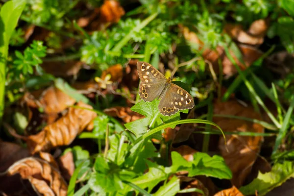 Speckled Wood Butterfly Pararge Aegeria Ανοιχτά Φτερά Σκαρφαλωμένα Πράσινα Φύλλα — Φωτογραφία Αρχείου