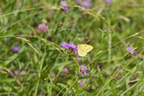Clouded Yellow Colias Croceus Butterfly Perched Pink Flower Zurich Switzerland — Photo