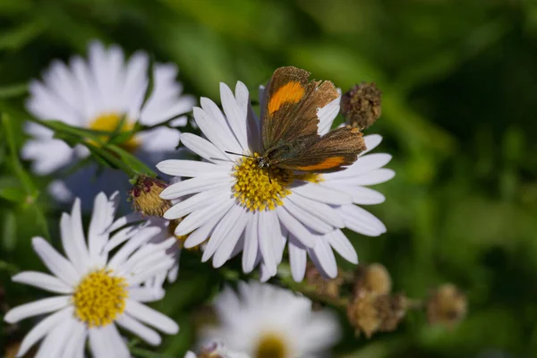 Самка Метелик Brown Hairstreak Thecla Betulae Частково Відкритими Крилами Сидить — стокове фото