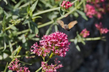 Sinekkuşu şahin güvesi (Macroglossum stellatarum) İsviçre 'nin Zürih kentinde uçuyor