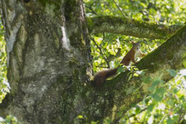 İsviçre, Zürih 'te bir ağaçta oturan kırmızı sincap.