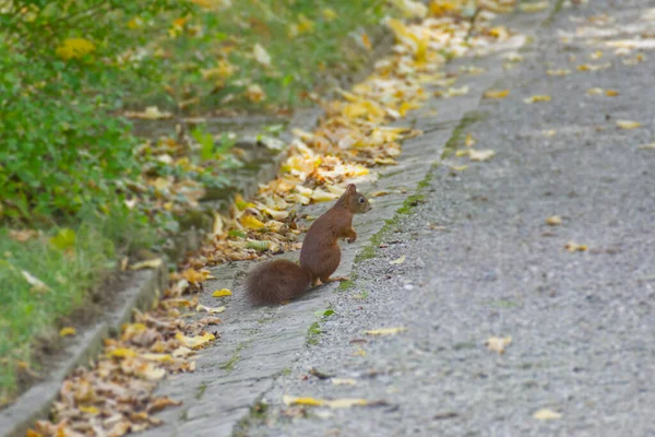 Red Squirrel Sitting Stone Path Zurich Switzerland — Stock Photo, Image