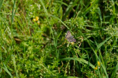 Zürih, İsviçre 'de sarı bir çiçekte oturan Kelebek (Pyrgus malvae)