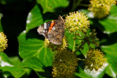 Kızıl Amiral Kelebeği (Vanessa Atalanta), İsviçre 'nin Zürih kentindeki çalılıklara (hedera helix) tünemiştir.