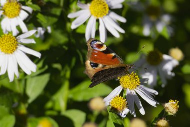 Avrupa tavus kuşu kelebeği (Aglais io) İsviçre 'nin Zürih kentinde İspanyol Daisy üzerinde oturuyor