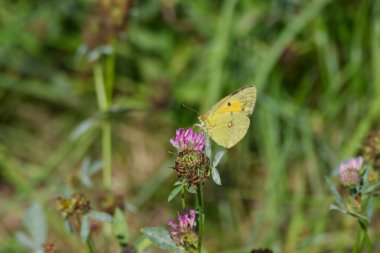 Clouded Yellow (Colias croceus) Butterfly perched on pink flower in Zurich, Switzerland