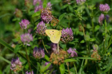 Clouded Yellow (Colias croceus) Butterfly perched on pink flower in Zurich, Switzerland