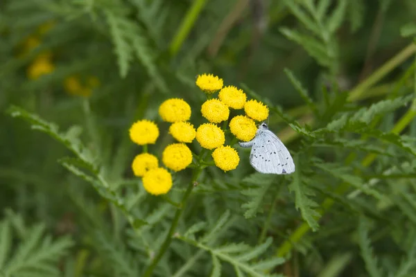 スイス チューリッヒの黄色い花に羽を閉じた蝶 ホリーブルー セラスティナ アルギオーラス — ストック写真