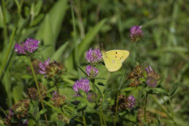 Clouded Yellow (Colias croceus) Butterfly perched on pink flower in Zurich, Switzerland