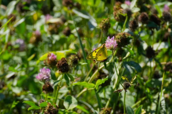 Pale Clouded Yellow Colias Hyale Butterfly Perched Pink Flower Zurich — Stock Photo, Image