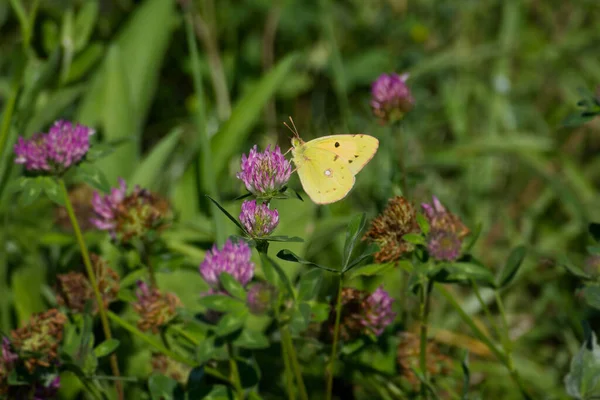 Clouded Yellow Colias Croceus Butterfly Perched Pink Flower Zurich Switzerland — Stock fotografie
