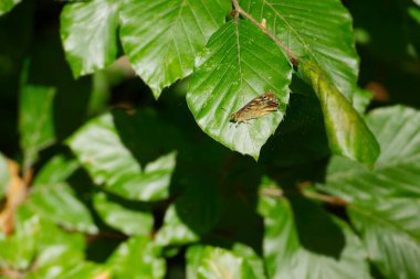 Benekli Kelebek (Pararge aegeria) İsviçre 'nin Zürih kentinde yeşil yaprağa tünemiştir.