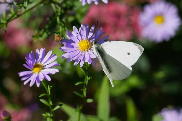 Küçük beyaz kelebek (Pieris rapae) İsviçre 'nin Zürih kentinde pembe bir papatyaya tünemiştir.