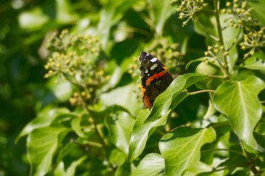 Kızıl Amiral Kelebeği (Vanessa Atalanta), İsviçre 'nin Zürih kentindeki çalılıklara (hedera helix) tünemiştir.