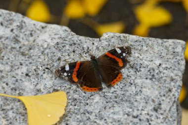 İsviçre, Zürih 'te bir taşın üzerinde oturan açık kanatlı Kızıl Amiral Kelebeği (Vanessa Atalanta)
