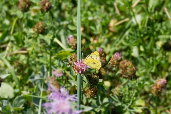 Pale clouded yellow (Colias hyale) Butterfly perched on pink flower in Zurich, Switzerland
