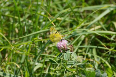 Kelebek İsviçre 'nin Zürih kentindeki pembe çiçeğin üzerine tünemiş soluk bulutlu sarı (Colias hyale)