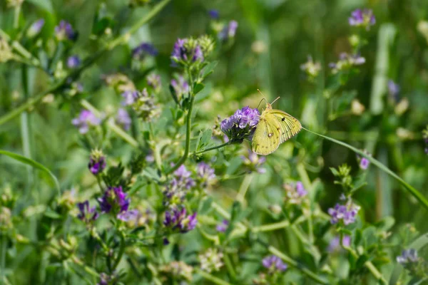 Pale clouded yellow (Colias hyale) Butterfly perched on violet flower in Zurich, Switzerland