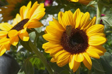 Meadow Brown (Maniola jurtina) butterfly sitting on a yellow sunflower in Zurich, Switzerland