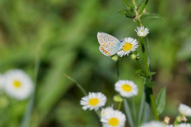 Common blue (Polyommatus icarus) butterfly with closed wings perched on a daisy in Zurich, Switzerland