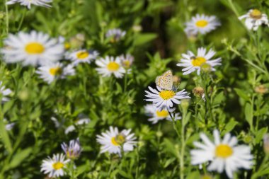 Brown Argus (Aricia agestis) butterfly sitting on a white daisy in Zurich, Switzerland