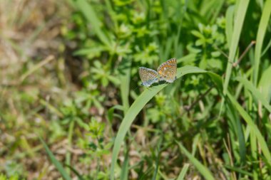 Male and Female Common Blue (Polyommatus icarus) butterfly mating while sitting on a yellow flower in Zurich, Switzerland