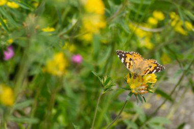 Boyalı Kadın (Vanessa Cardui) İsviçre, Zürih 'te sarı bir çiçeğe tünemiş kelebek