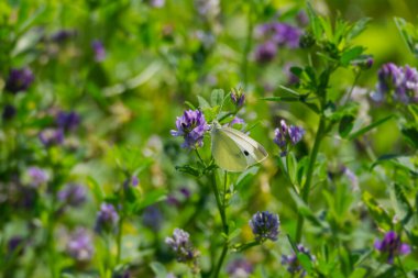 Small white butterfly (Pieris rapae) perched on a violet flower in Zurich, Switzerland