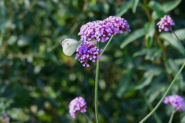 İsviçre 'nin Zürih kentinde mor çiçeğin üzerine tünemiş Büyük Beyaz Kelebek (Pieris brassicae)