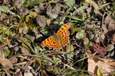 Comma butterfly (Polygonia c-album) sitting on grass field in Zurich, Switzerland
