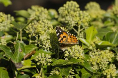 Boyalı Kadın (Vanessa Cardui) İsviçre 'nin Zürih kentindeki çalılıklara (hedera helix) tünemiş kelebek