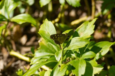 Benekli Kelebek (Pararge aegeria) İsviçre 'nin Zürih kentinde yeşil yaprağa tünemiştir.