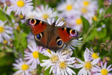 Avrupa tavus kuşu kelebeği (Aglais io) İsviçre 'nin Zürih kentinde İspanyol Daisy üzerinde oturuyor