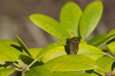 Benekli Kelebek (Pararge aegeria) İsviçre 'nin Zürih kentinde yeşil yaprağa tünemiştir.