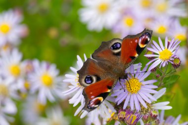 Avrupa tavus kuşu kelebeği (Aglais io) İsviçre 'nin Zürih kentinde İspanyol Daisy üzerinde oturuyor