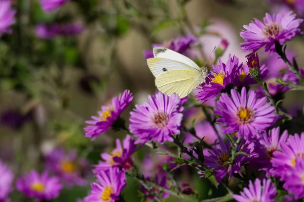 Petit Papillon Blanc Pieris Rapae Aux Ailes Ouvertes Perché Sur — Photo