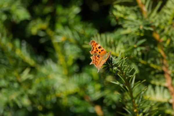 スイスのチューリッヒにある木の枝に座っているコンマ蝶 Polygonia Album — ストック写真