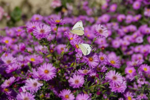 Small White Butterfly Pieris Rapae Open Wings Perched Pink Spanish — Stock Photo, Image