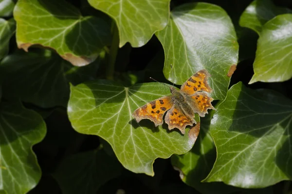 スイスのチューリッヒにある緑の葉の上に座っているコンマ蝶 Polygonia Album — ストック写真