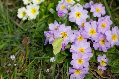 İsviçre 'nin Zürih kentindeki pembe çiçekte oturan yaygın kükürt kelebeği (Gonepteryx rhamni)