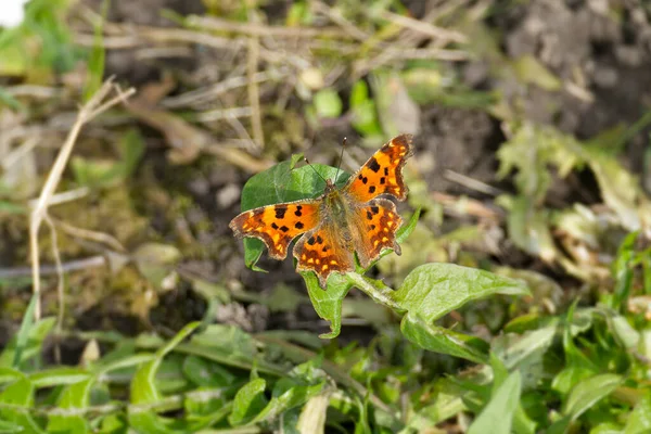 Comma Butterfly Polygonia Album Sitting Grass Field Zurich Switzerland — 图库照片